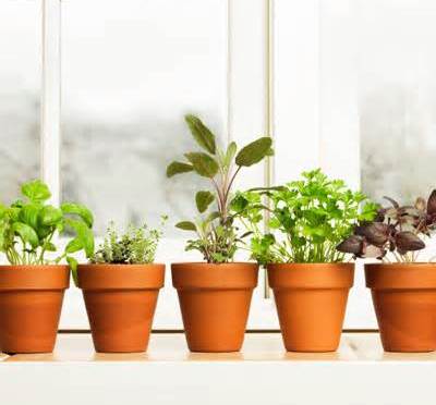 How to Grow Herbs Indoor