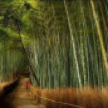 segano bamboo forest japan